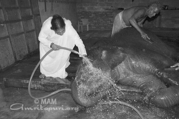 Amma giving bath to Ram the elephant