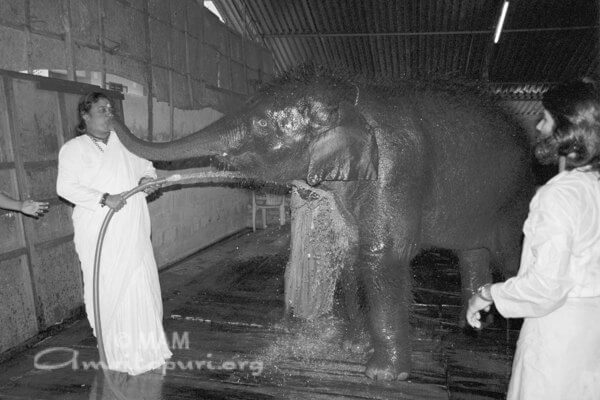 Amma giving a bath to Ram the elephant