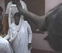 Elephant Ram garlanding Amma