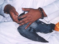 Amma taking care of an injured pigeon