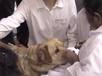 Amma giving darshan to a dog in Seattle