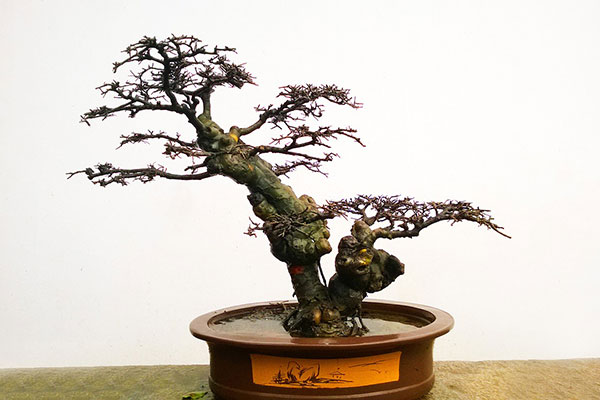 bonsai