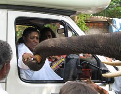 Amma feeding elephant Ram