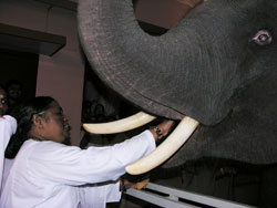Amma feeding Rama the elephant