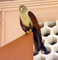 An eagle comes for Amma’s bhajan
