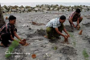 Tree planting along the shore of the Arabian sea