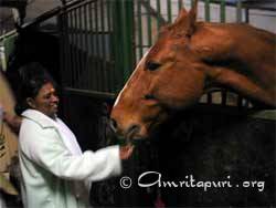 Amma feeding horse in Germany