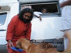 Amma looking on as Swamiji feeds a dog