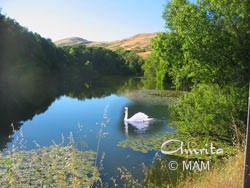 Swan on a lake in San Ramon, California, USA