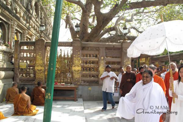 This peepal tree is a grafted from the original tree, 2500 years old