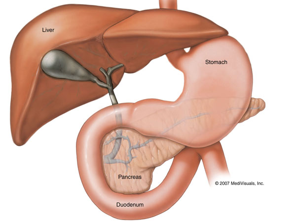 pancreas