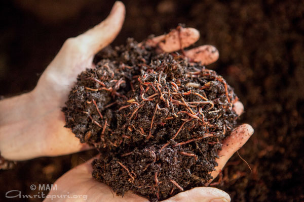 vermicompost