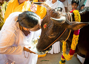 Mattu Pongal: Amma worships cow and calf
