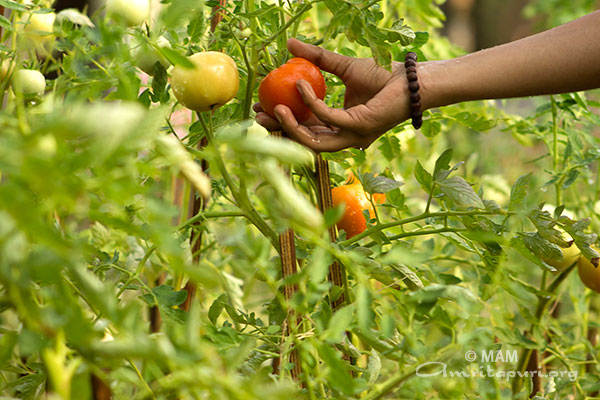 Organic vegetable garden at Amrita University