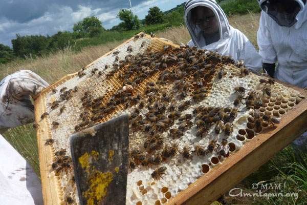 Bee farming by GreenFriends