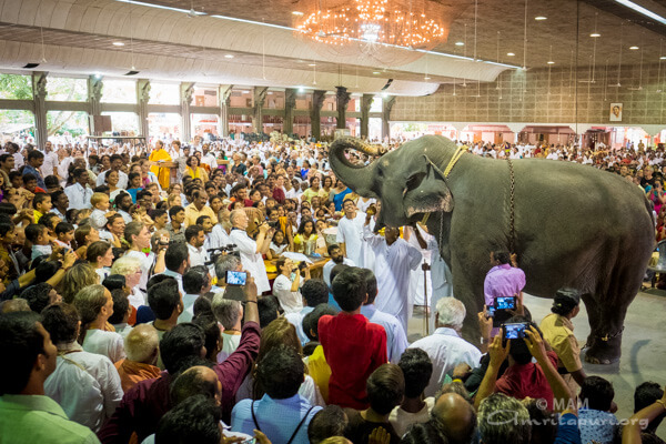Amma feeding Lakshi, ashram elephant 16-onam13
