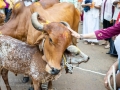 19gopuja-13