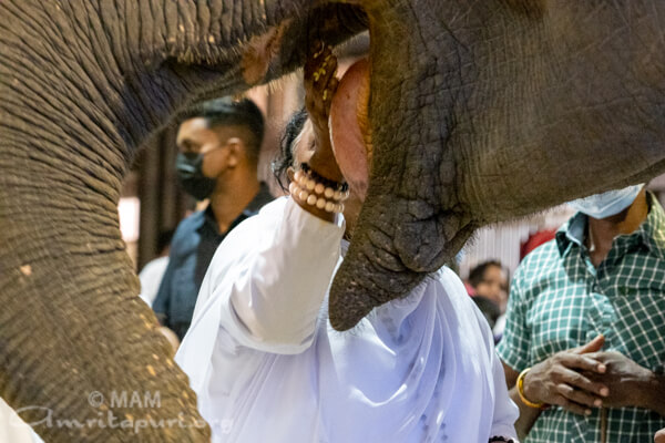 Amma is feeding Lakshmi, ashram elephant
